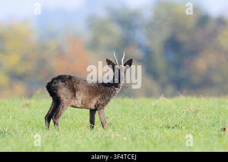 Chevreuil européen (Capreolus capreolus), également connu sous le nom de chevreuil noir ou chevreuil, debout en train de se nourrir dans une prairie en automne, Basse-Saxe, Allemagne Banque D'Images