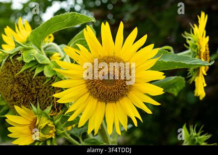 Gros plan d'un capitule de tournesol jaune vif en fleur dans un jardin. Banque D'Images