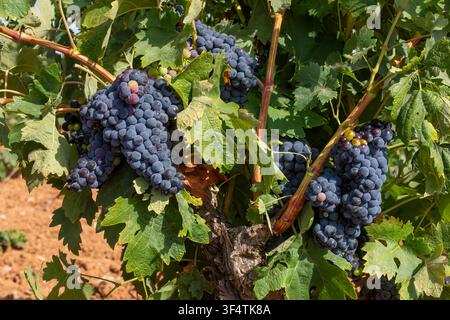 Raisins rouges mûrs poussant sur la vigne dans un vignoble ensoleillé pendant la saison des vendanges, gros plan de la récolte pour la production de vin. Banque D'Images