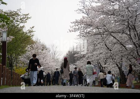 Visiteurs s'éloignant sous un chemin couvert de fleurs, parc Gucun, Shanghai Banque D'Images