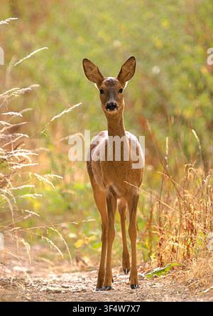 cerf, chevreuil, mammifère, Royaume-Uni, britannique, sauvage, femelle, animal, chasse, fourrure, faune, nature, faune sauvage, brun, européen, forêt, Capreolus capreolus, gibier, biche Banque D'Images