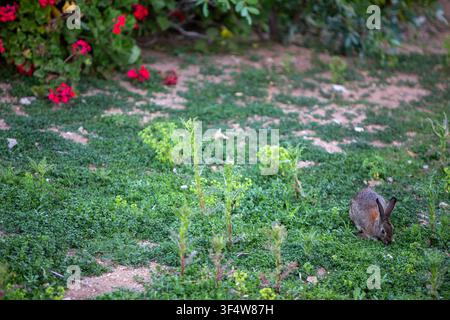 Un petit lapin sauvage brun cherchant paisiblement sa nourriture dans un jardin vert parsemé. L'arrière-plan présente un groupe de fleurs de géranium rouge vif épanouies le long d Banque D'Images