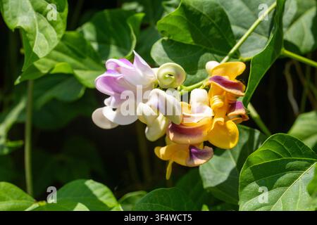 Grossissement de fleurs colorées de Cochliasanthus caracalla en plein épanouissement sur une branche de plante Banque D'Images