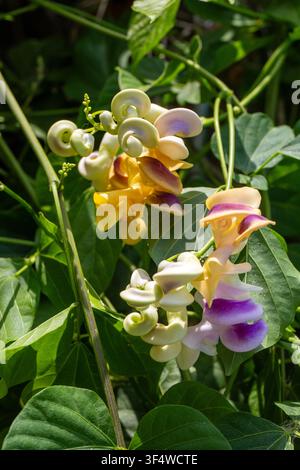 Grossissement de fleurs colorées de Cochliasanthus caracalla en plein épanouissement sur une branche de plante Banque D'Images
