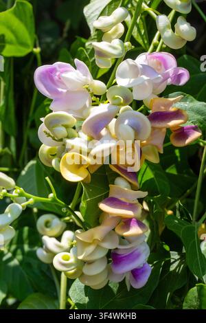 Fleurs de vigne d'escargot exotique épanouies avec des pétales en spirale uniques dans un jardin verdoyant Banque D'Images