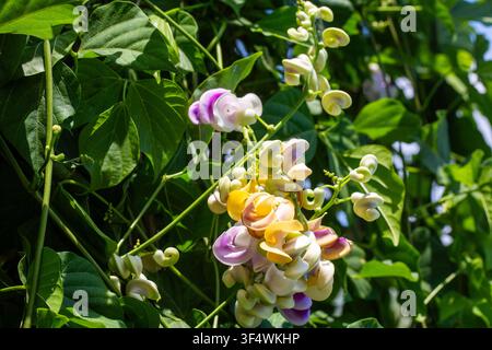 Fleurs de vigne d'escargot exotique épanouies avec des pétales en spirale uniques dans un jardin verdoyant Banque D'Images