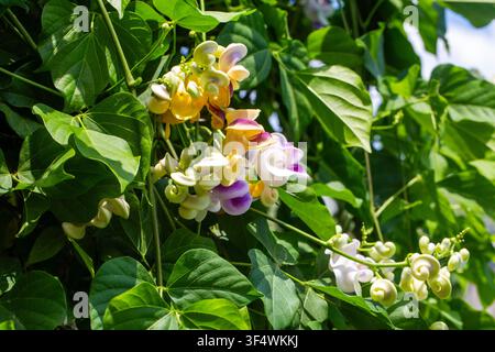 Fleurs de vigne d'escargot exotique épanouies avec des pétales en spirale uniques dans un jardin verdoyant Banque D'Images