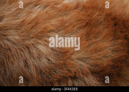 Grossissement abstrait de la texture du pelage rouge et blanc d'un Corgi gallois de Pembroke. Motif détaillé du pelage animal adapté comme fond naturel. Banque D'Images
