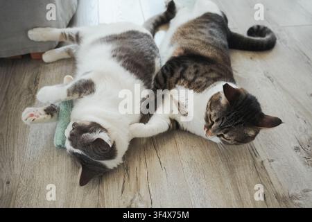 Deux chats domestiques se relaxant ensemble sur un plancher en bois dans une maison confortable. Compagnonnage paisible d'animaux d'intérieur et style de vie quotidien. Banque D'Images