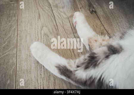 Vue rapprochée de pattes de chat douces reposant sur un sol en bois à l'intérieur. Composition minimale mettant en valeur les détails doux des animaux de compagnie et la texture. Banque D'Images