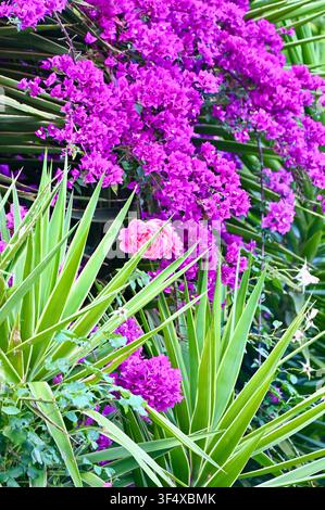 Composition florale exotique montrant des fleurs de bougainvilléa magenta vif mélangées à des feuilles d'yucca épineuses et à des roses roses. Excellente idée pour l'aménagement paysager tropical, un fond botanique, la nature estivale et des projets de flore méditerranéenne. Banque D'Images