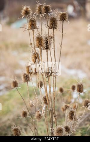 Kosharevo, Pernik, Bulgarie. Des chardons séchés dans un champ en Bulgarie. Banque D'Images
