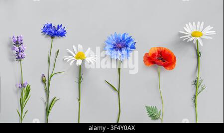 Un arrangement floral vibrant mettant en vedette de la lavande, du bleu centaurée, du blanc marguerite avec centre jaune, et du rouge pavot, arrangé dans une perspective joyeuse de dessus Banque D'Images