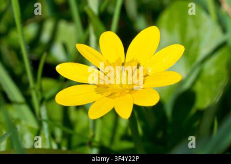 Renoncule ficaria (ranunculus ficaria, ficaria verna), également connue sous le nom de chélidoine, gros plan d'une seule fleur jaune de la plante printanière commune. Banque D'Images