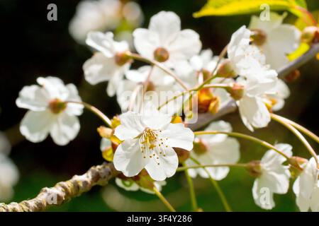 Cerise sauvage (prunus avium), gros plan sur une seule fleur blanche d’une grappe de fleurs éclairée en contre-jour sous le soleil printanier. Banque D'Images
