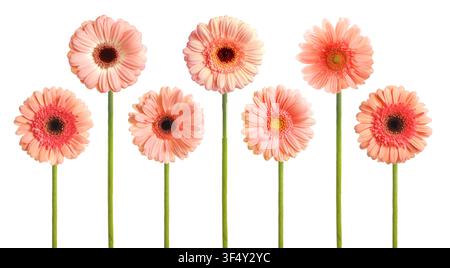 Fleurs de gerbera de couleur corail isolées sur blanc, ensemble Banque D'Images