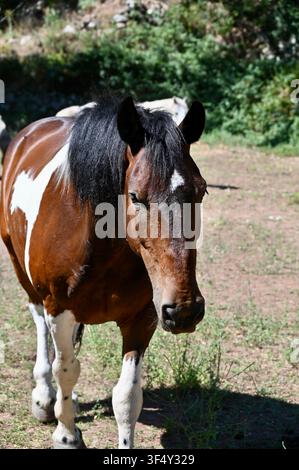 Un magnifique cheval pie avec une crinière noire trottant à travers un pâturage rural par une brillante journée d'été. Banque D'Images