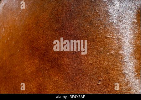 Une photographie macro montrant la texture riche et le pelage fin d'un cheval bai brun avec une tache de poils blancs subtile sur le côté droit. Idéal pour les arrière-plans naturels de peau d'animal, les alternatives au cuir, les thèmes équestres et les textures abstraites. Banque D'Images