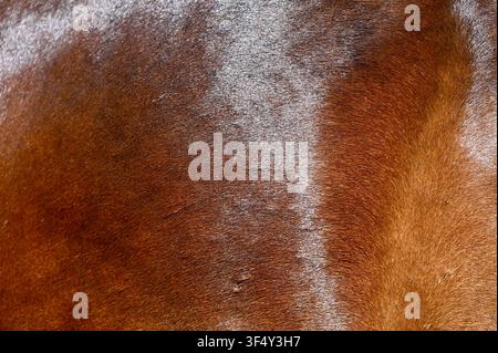 Une photographie macro montrant la texture riche et le pelage fin d'un cheval bai brun avec une tache de poils blancs subtile sur le côté droit. Idéal pour les arrière-plans naturels de peau d'animal, les alternatives au cuir, les thèmes équestres et les textures abstraites. Banque D'Images