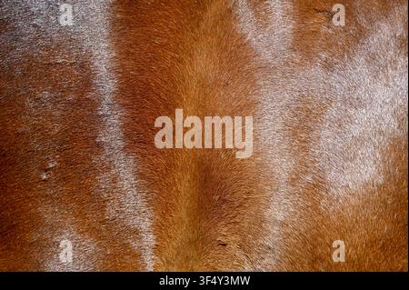 Une photographie macro montrant la texture riche et le pelage fin d'un cheval bai brun avec une tache de poils blancs subtile sur le côté droit. Idéal pour les arrière-plans naturels de peau d'animal, les alternatives au cuir, les thèmes équestres et les textures abstraites. Banque D'Images