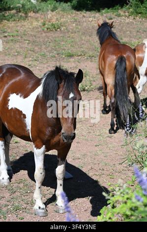 Un cheval pie (pinto) brun et blanc debout en plein air par une journée ensoleillée dans un champ naturel, encadré par un feuillage vert vif et des fleurs violettes au premier plan. Banque D'Images