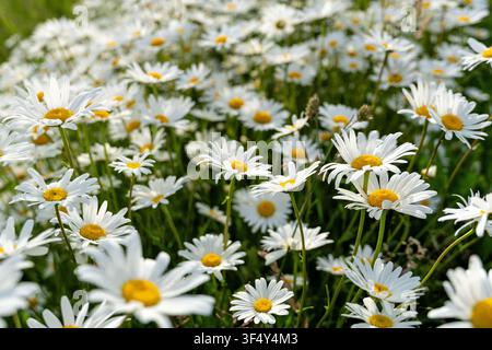 amas de marguerites oxypode (Leucanthemum vulgare) Banque D'Images