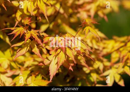 Branches jaune-orange d'un érable du Japon, illuminées par le soleil. Banque D'Images