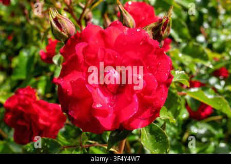 Variété de rose ‘Rotilia‘ dans le jardin après une averse Banque D'Images