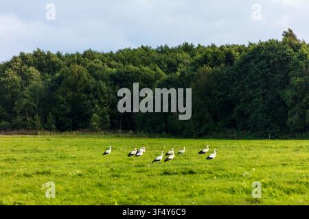 Vue d'une volée de cigognes blanches cherchant de la nourriture dans une prairie verte luxuriante avec une forêt dense en arrière-plan à Kelme, comté de Siauliai, Lituanie. Banque D'Images