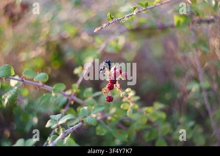 Vue rapprochée de mûres fraîches, mûres et non mûres, poussant sur une branche épineuse avec des feuilles vertes et un fond naturel flou et doux. Banque D'Images