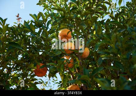 Des oranges juteuses et mûres suspendues à une branche luxuriante et verte entourée d'un feuillage éclatant dans un verger agricole naturel pendant la période de récolte. Banque D'Images