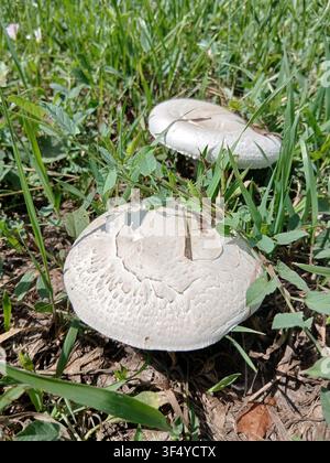 Gros plan de deux champignons blancs sauvages à larges chapeaux plats poussant parmi l'herbe verte d'une pelouse Banque D'Images