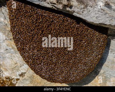 Vue d'une grande colonie d'abeilles fixée à une paroi rocheuse dans le Népal. Banque D'Images
