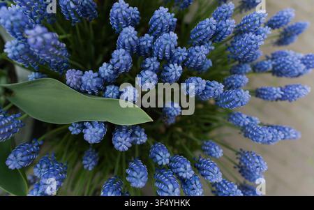 Vue macro des fleurs bleues éclatantes de jacinthe de grape en floraison printanière Banque D'Images