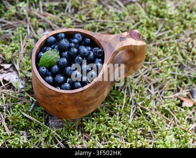 Une kuksa en bois traditionnelle remplie de myrtilles sauvages fraîchement cueillies reposant sur un sol forestier couvert de mousse. Cette scène rustique en plein air capture le Banque D'Images
