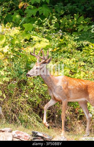 Cerf à queue blanche, Odocoileus virginianus, marchant au bord de la forêt Banque D'Images