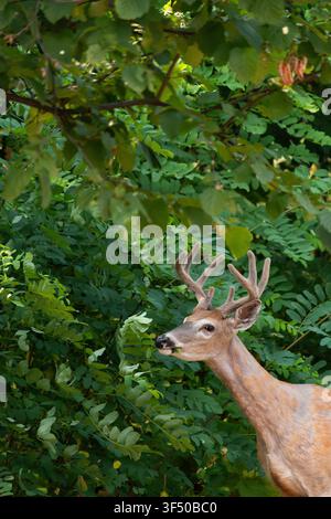 Cerf à queue blanche, Odocoileus virginianus, mangeant des feuilles de robinier faux-acacia, Robinia pseudoacacia Banque D'Images