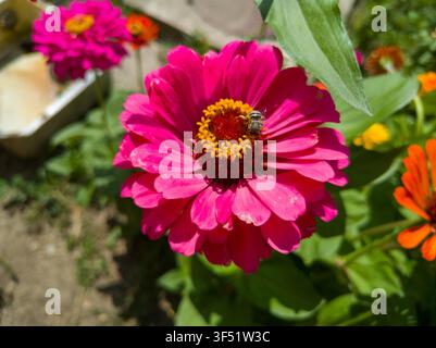 Vue par-dessus d'une abeille couvreuse pollinisant une fleur de Zinnia elegans rose, gros plan macro d'une abeille Megachile sur une tête de zinnia fuchsia. Banque D'Images