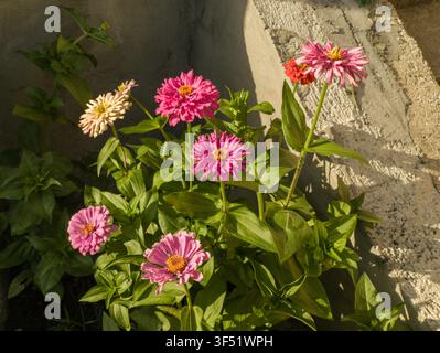 Vue en contre-plongé d'un buisson de Zinnia elegans rose fleuri près d'un mur en béton brut, de magnifiques zinnias de jardin élégantes dans une cour ensoleillée. Banque D'Images