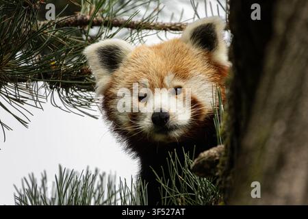 Panda rouge (Ailurus fulgens fulgens), également connu sous le nom de panda rouge népalaise. Banque D'Images