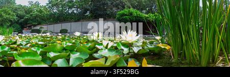 Les nénuphars blancs fleurissent parmi des feuilles de nénuphar denses dans un étang de jardin tranquille bordé de hautes joncs et d'une végétation luxuriante, évoquant le calme, la réflexion et la nature Banque D'Images