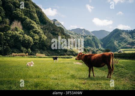 Vaches paissant paisiblement dans une vallée montagneuse luxuriante Banque D'Images