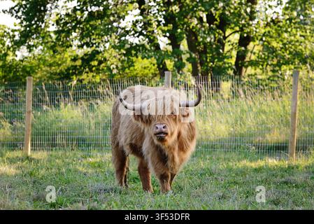 Une vache des hautes terres brune et ébouriffée dans un champ vert Banque D'Images