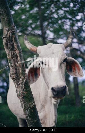 Portrait rapproché d'un zébu à cornes au Costa Rica Banque D'Images