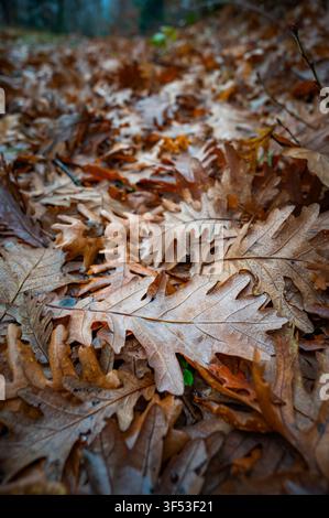 Feuilles de chêne brunes sur le sol, en Thessalie, Grèce Banque D'Images