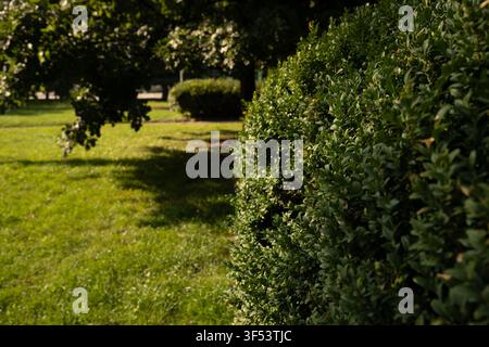 haies vertes et denses baignées de soleil remplissant le premier plan droit d'une scène de parc paisible, sous une lumière dorée chaude de l'après-midi avec des ombres d'arbres tachetées, douce Banque D'Images