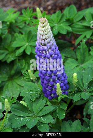 Lupin West Country 'Persian Slipper' ou Lupin 'Persian Slipper', Lupinus polyphyllus, Fabaceae. Amérique du Nord et du Sud. Banque D'Images