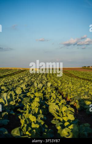 Rangs de champs de chou vert en expansion sous un ciel bleu clair, capturant la croissance agricole et la culture de produits frais Banque D'Images