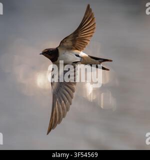 Gros plan d'une Hirondelle (Hirundo rustica) en vol au-dessus de l'eau, Norfolk Banque D'Images