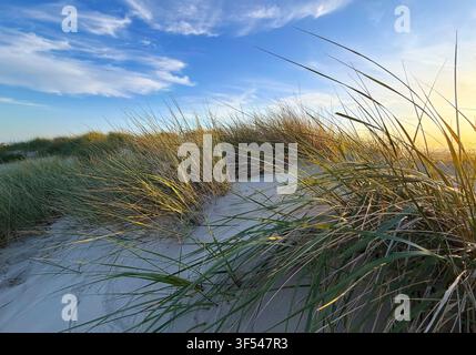 Paysage de dunes sur la plage ouest de l'île de Borkum en mer du Nord, Allemagne, Basse-Saxe, Frise orientale, Borkum Banque D'Images